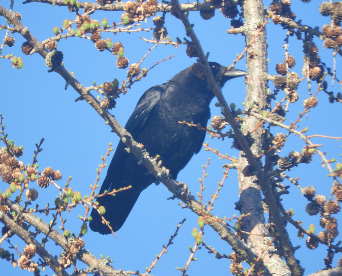 American Crow - ML572149661