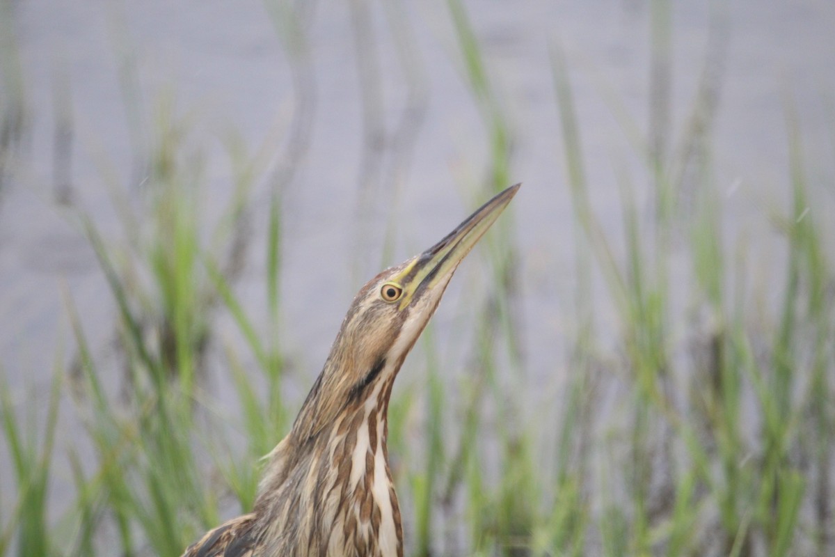 American Bittern - ML572149821