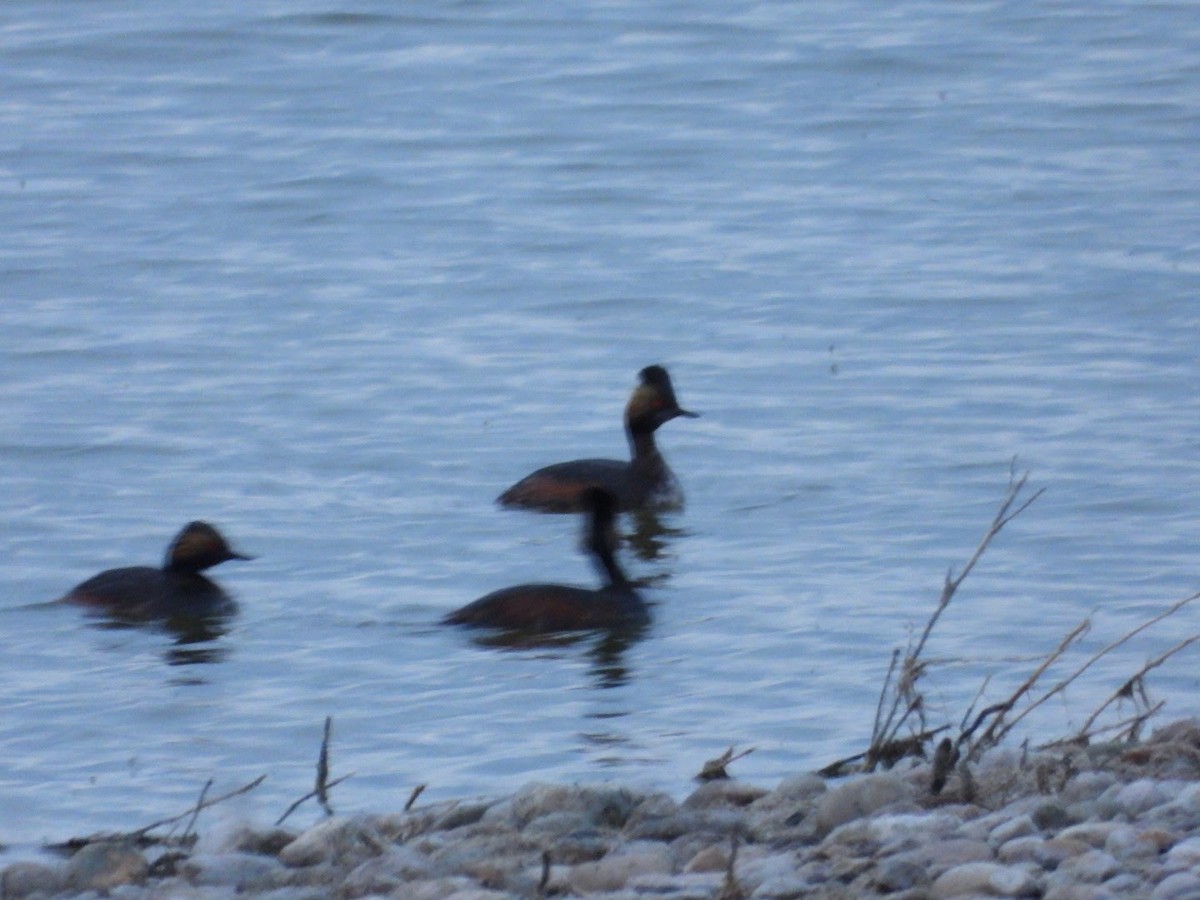 Eared Grebe - ML572149881