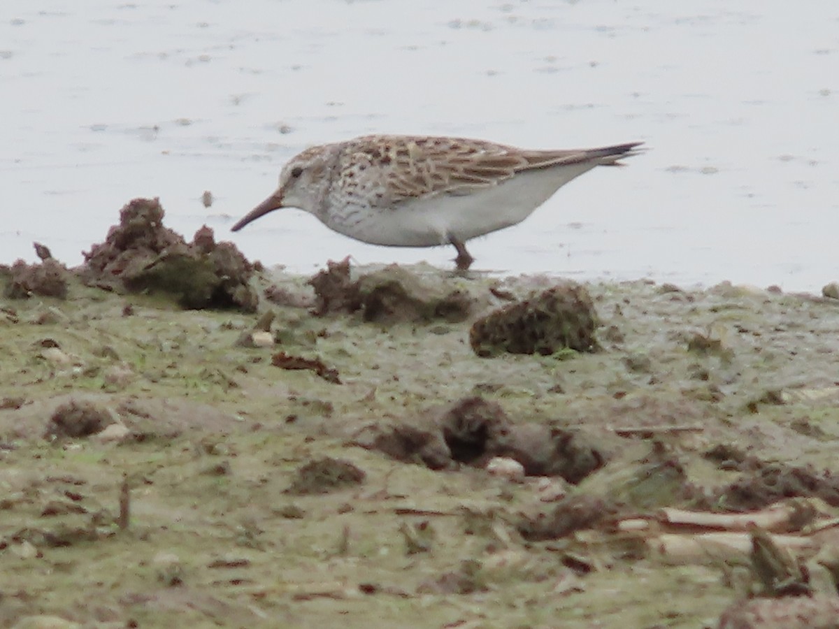 White-rumped Sandpiper - ML572150031