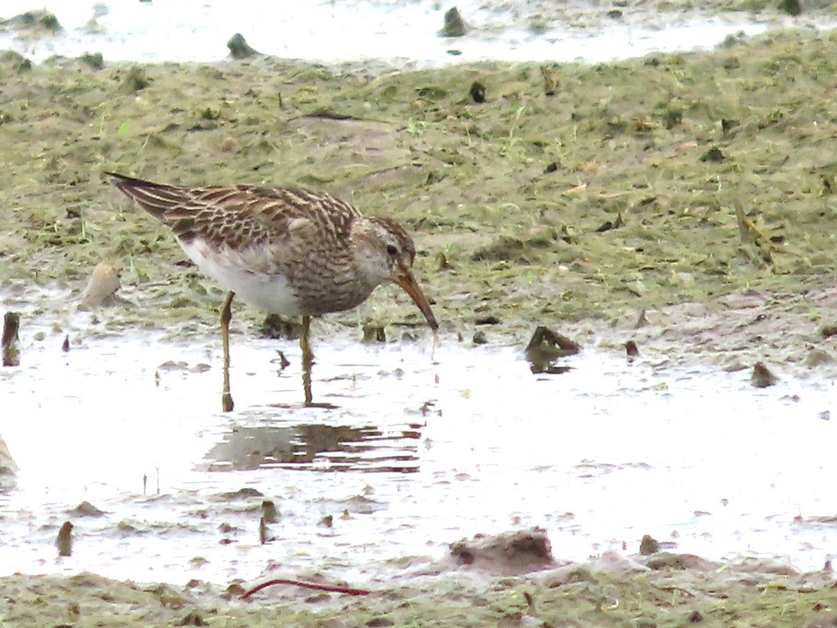 Pectoral Sandpiper - ML572150561