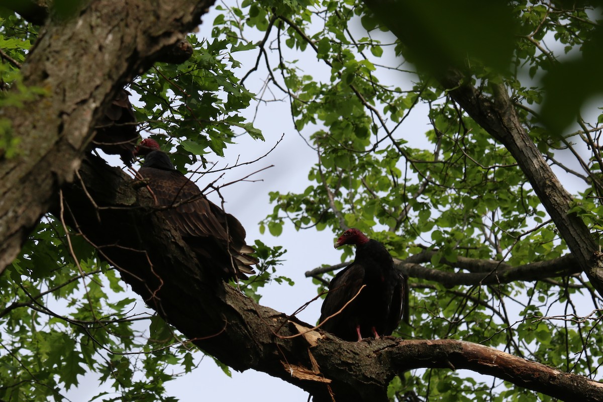 Turkey Vulture - ML572152551