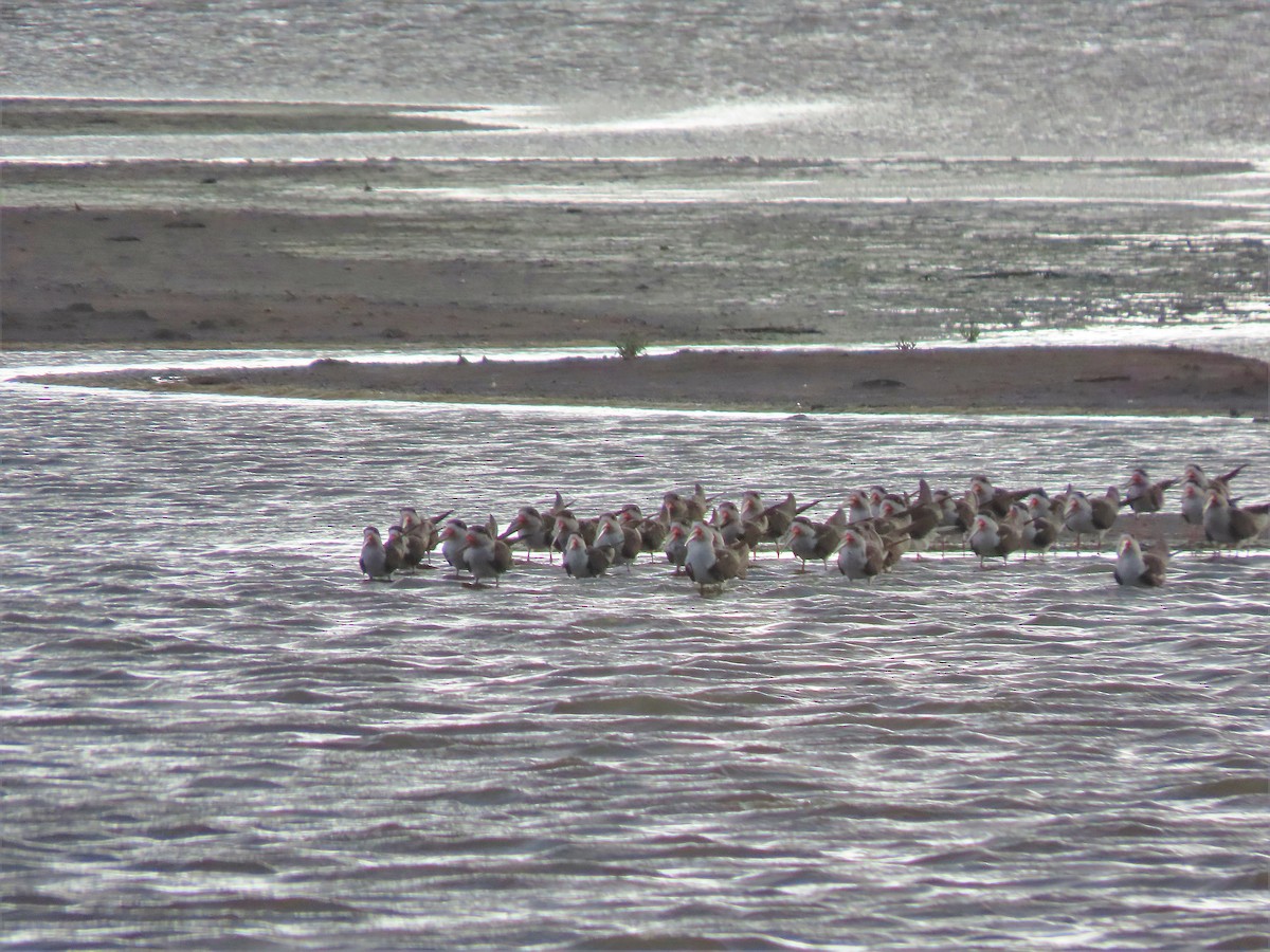 Водоріз американський - ML572152671