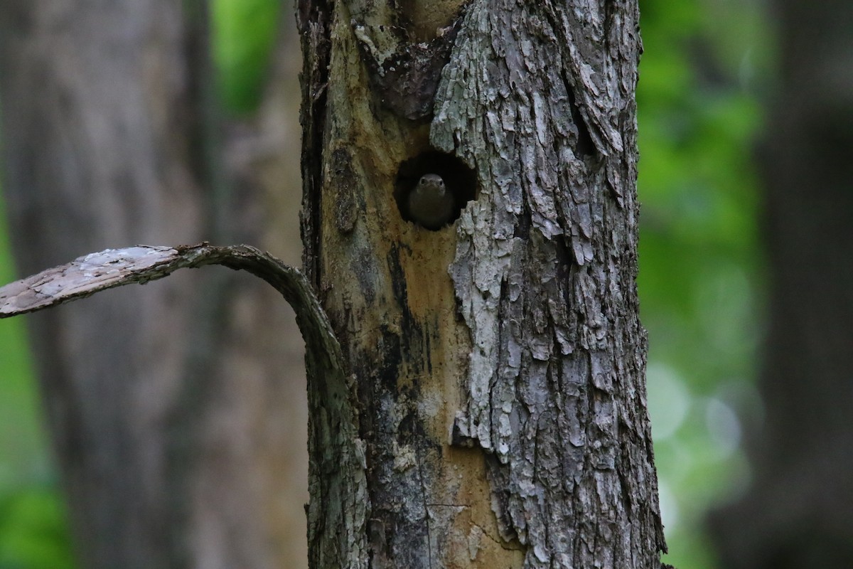 House Wren - ML572152931