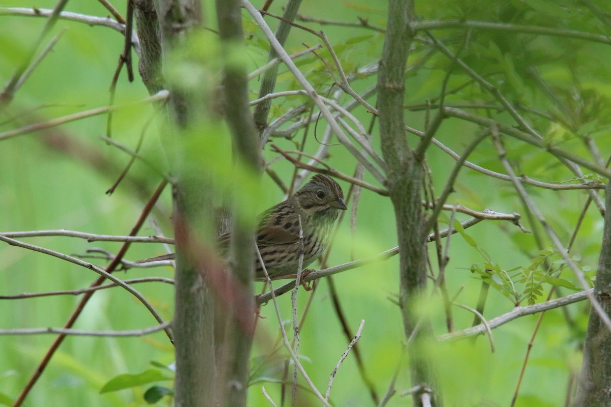 Lincoln's Sparrow - ML572153311