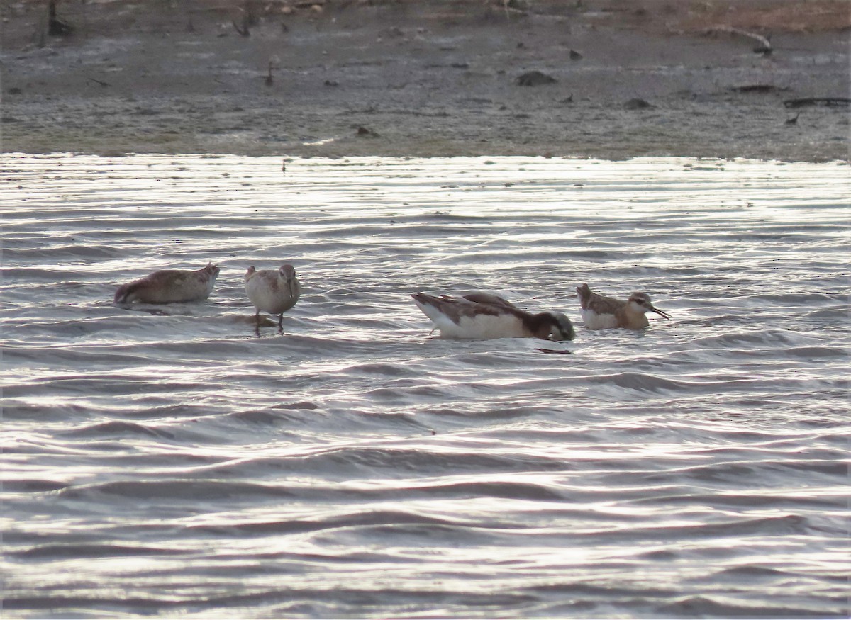 Phalarope de Wilson - ML572153341