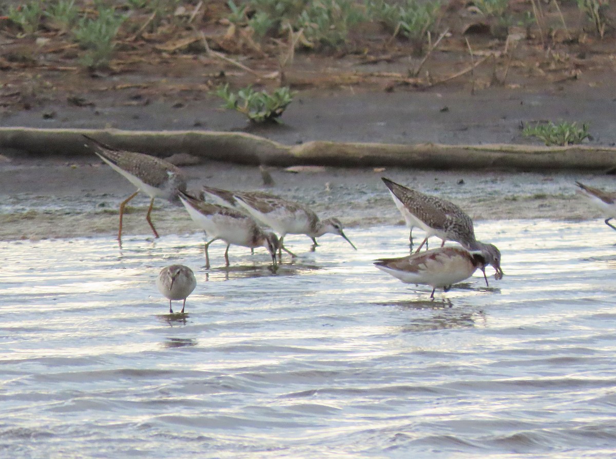 Wilson's Phalarope - ML572153351