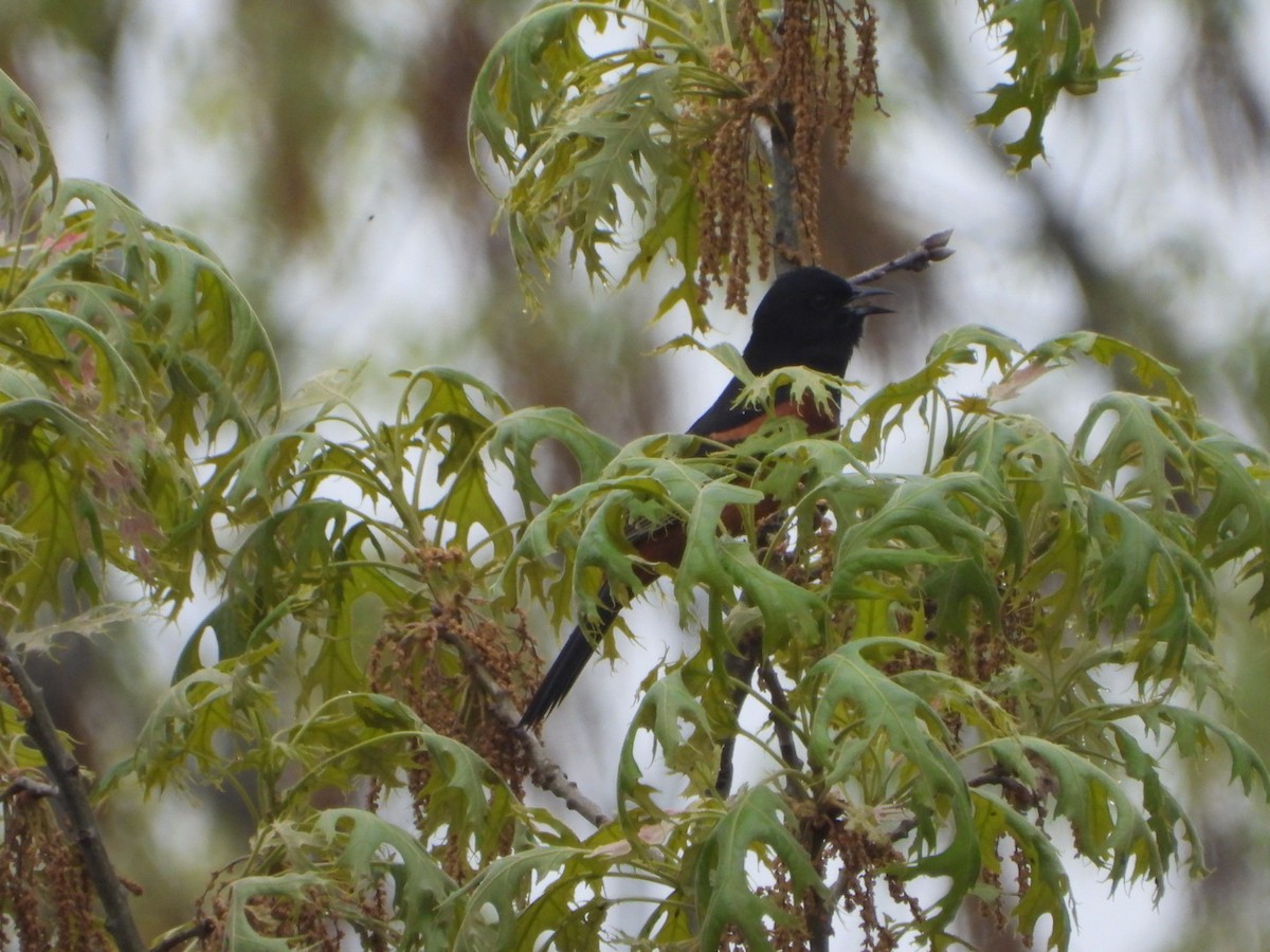 Orchard Oriole - ML572153621