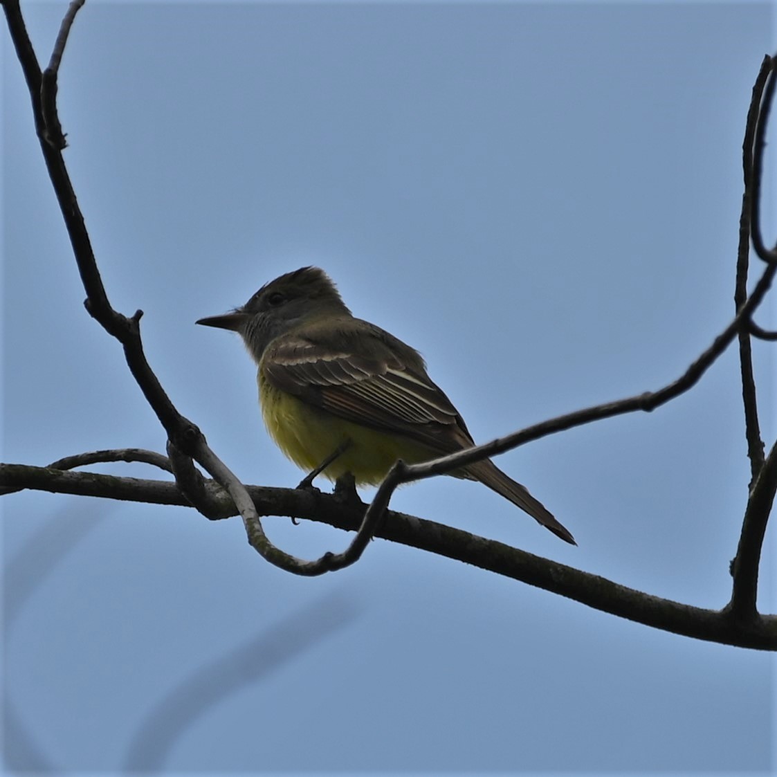 Great Crested Flycatcher - ML572154301