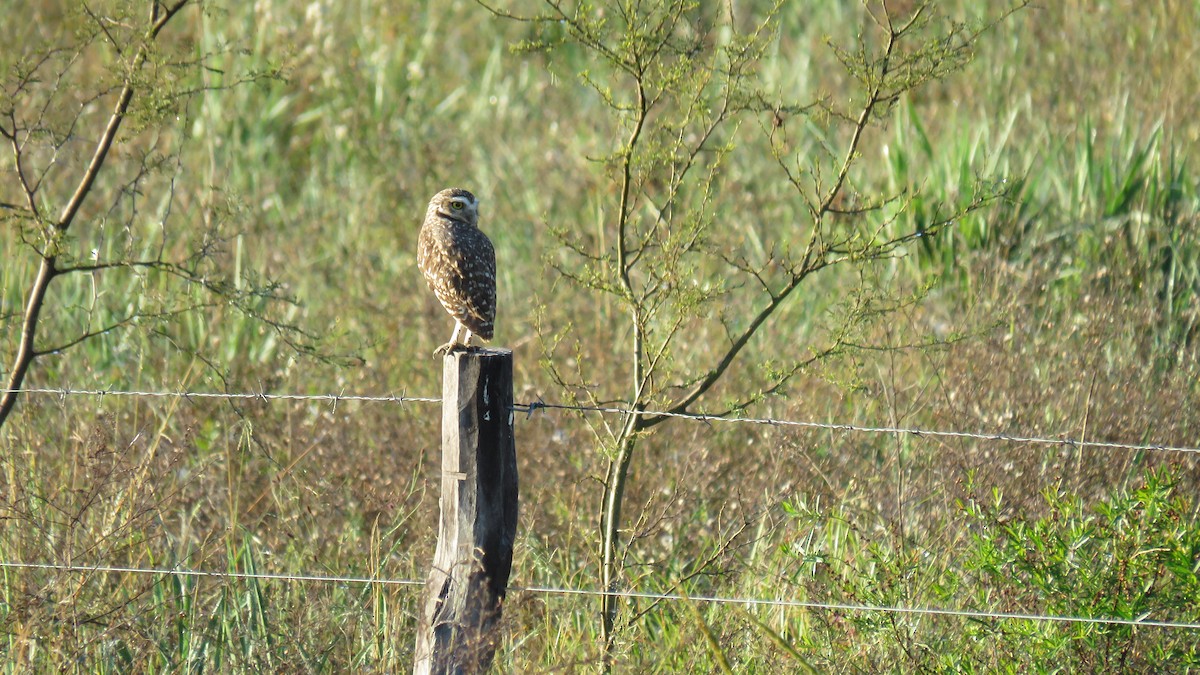 Burrowing Owl - Patricio Cowper Coles