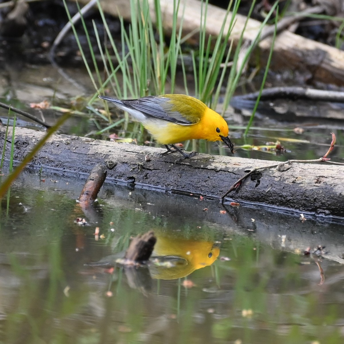 Prothonotary Warbler - Andrew Campbell