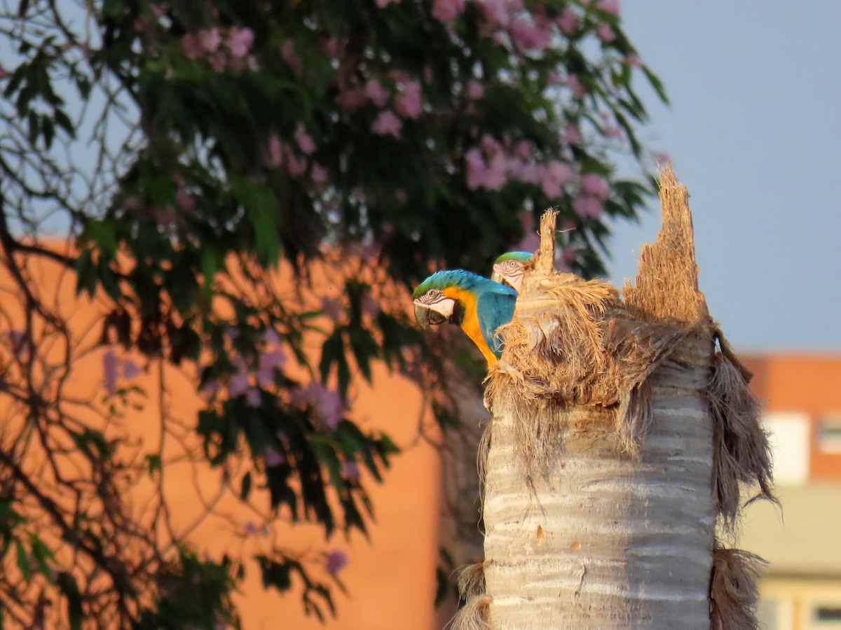 Guacamayo Azuliamarillo - ML572155971