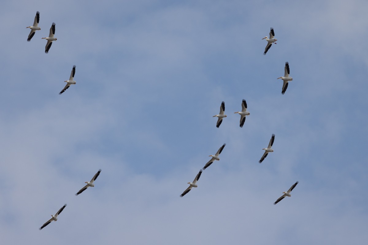 American White Pelican - ML572156011