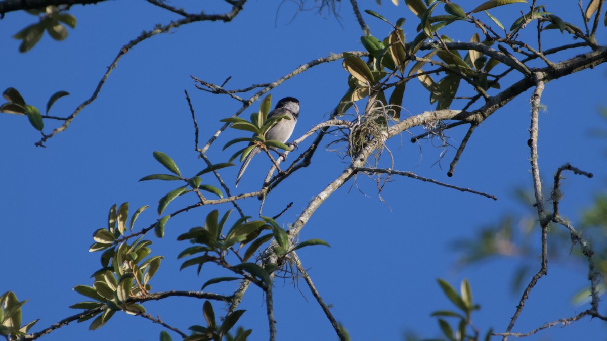 Carolina Chickadee - ML572157161