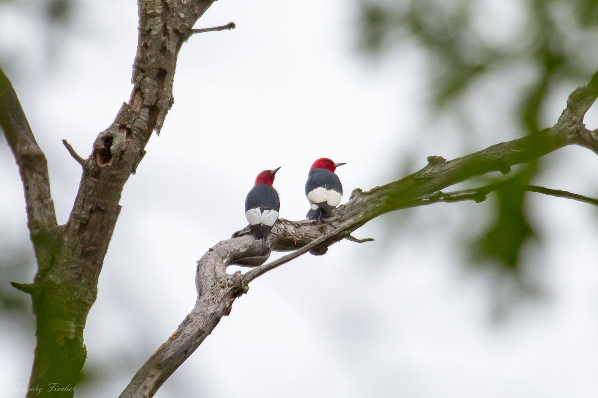 Red-headed Woodpecker - ML572157321