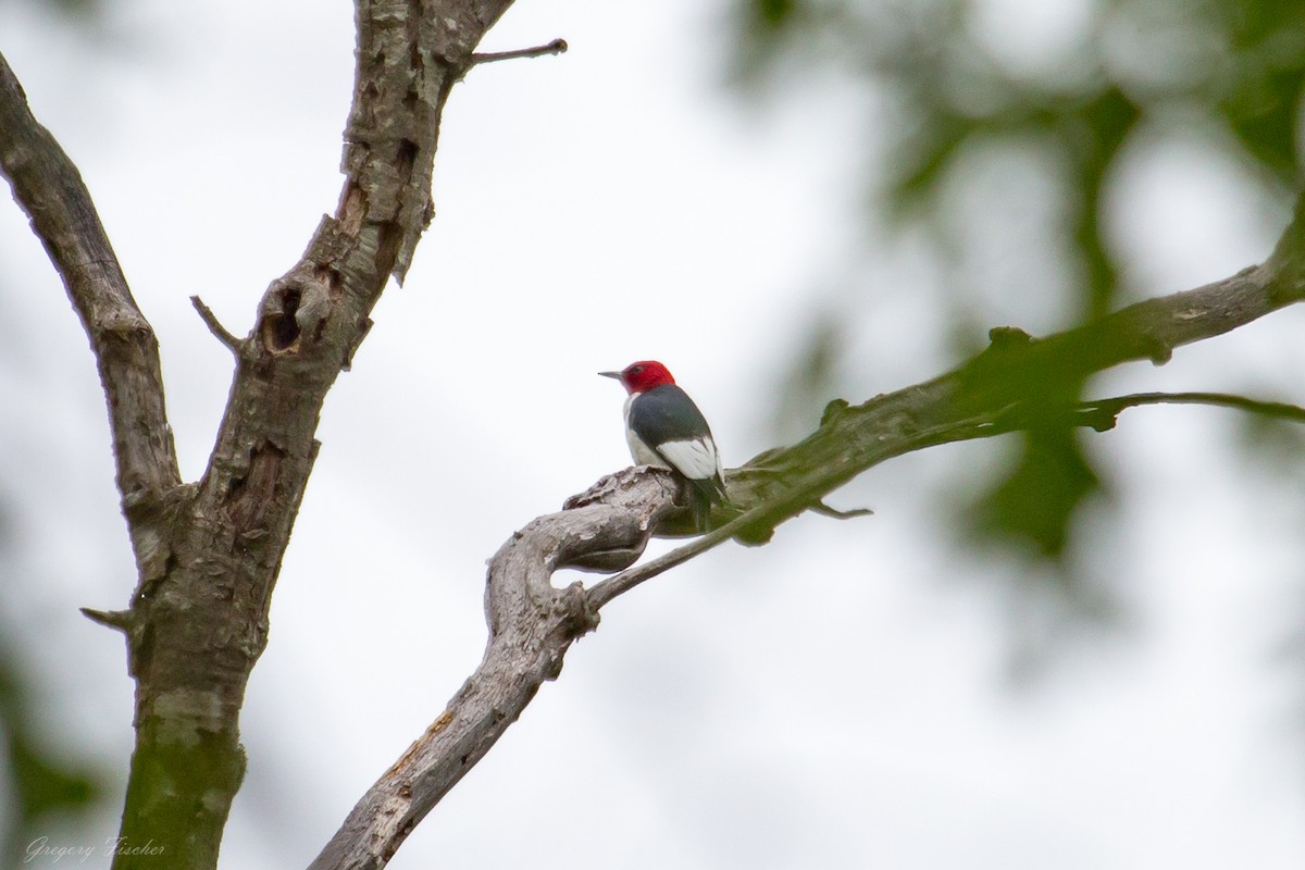 Red-headed Woodpecker - ML572157331