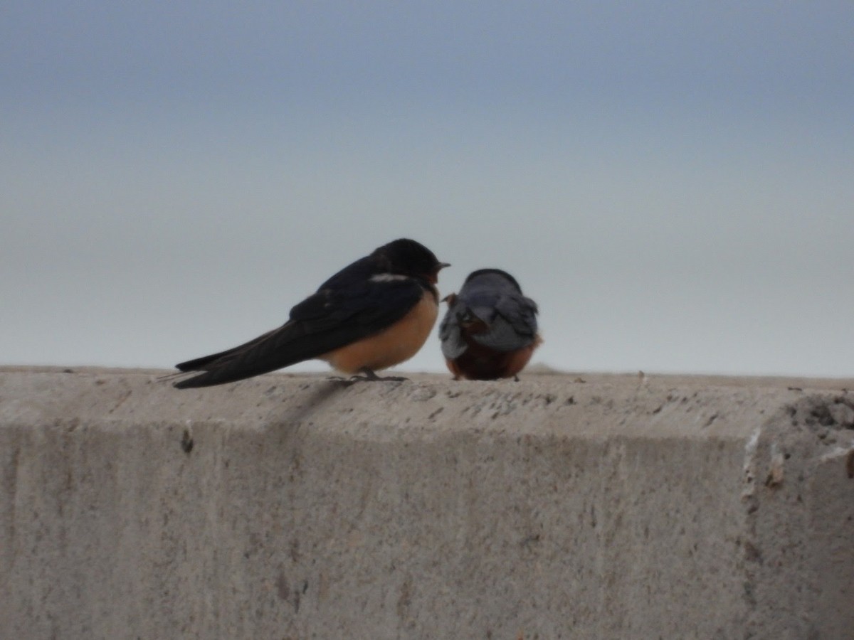 Barn Swallow - ML572157451