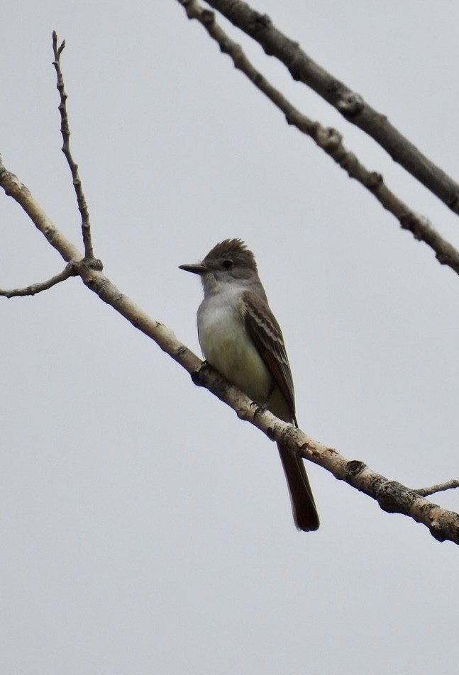 Ash-throated Flycatcher - ML572157951