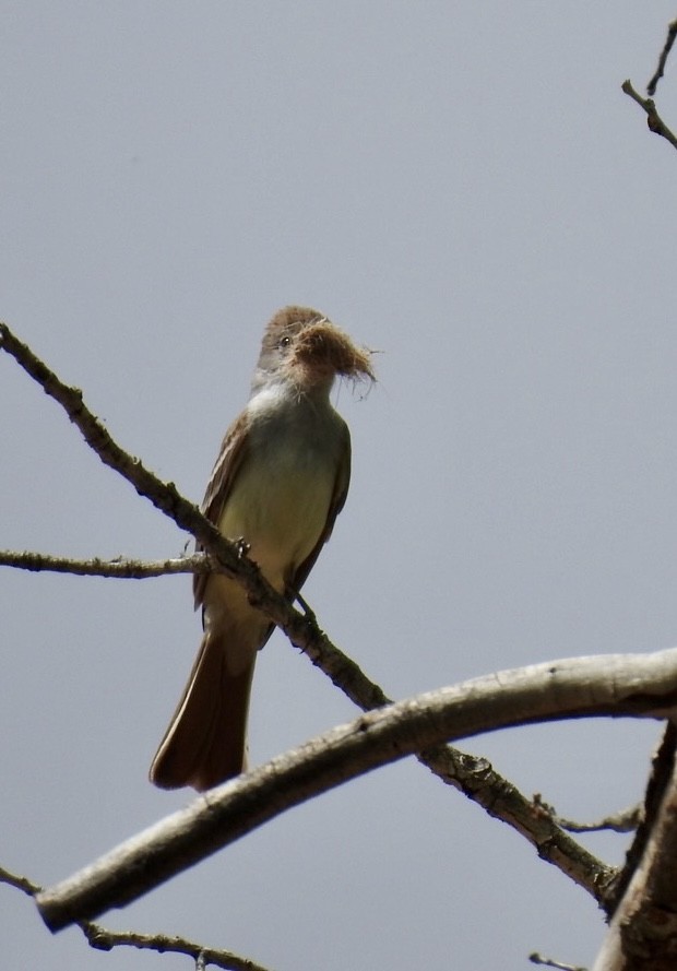 Ash-throated Flycatcher - ML572157961