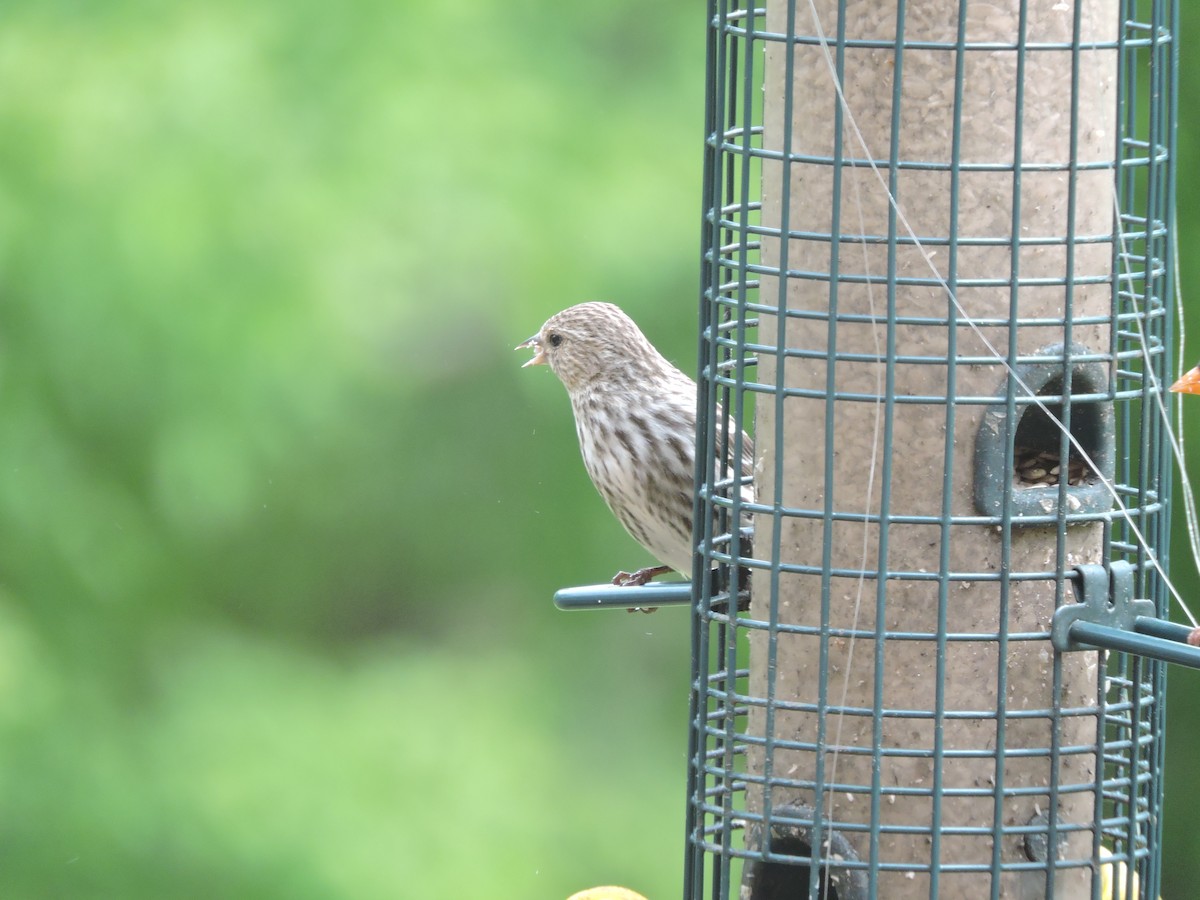 Pine Siskin - ML572158251