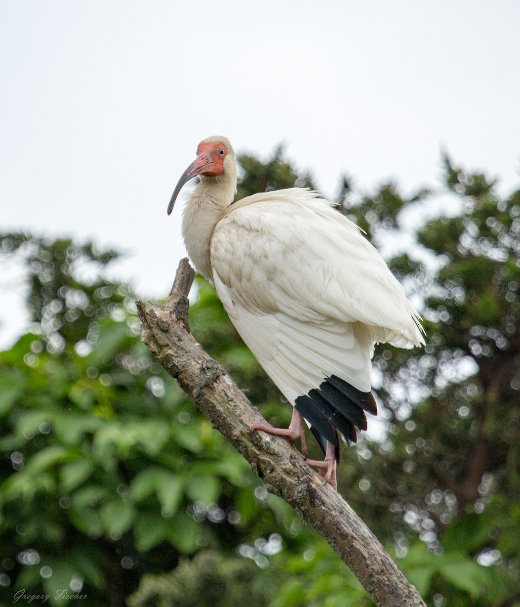Ibis blanc - ML572158861