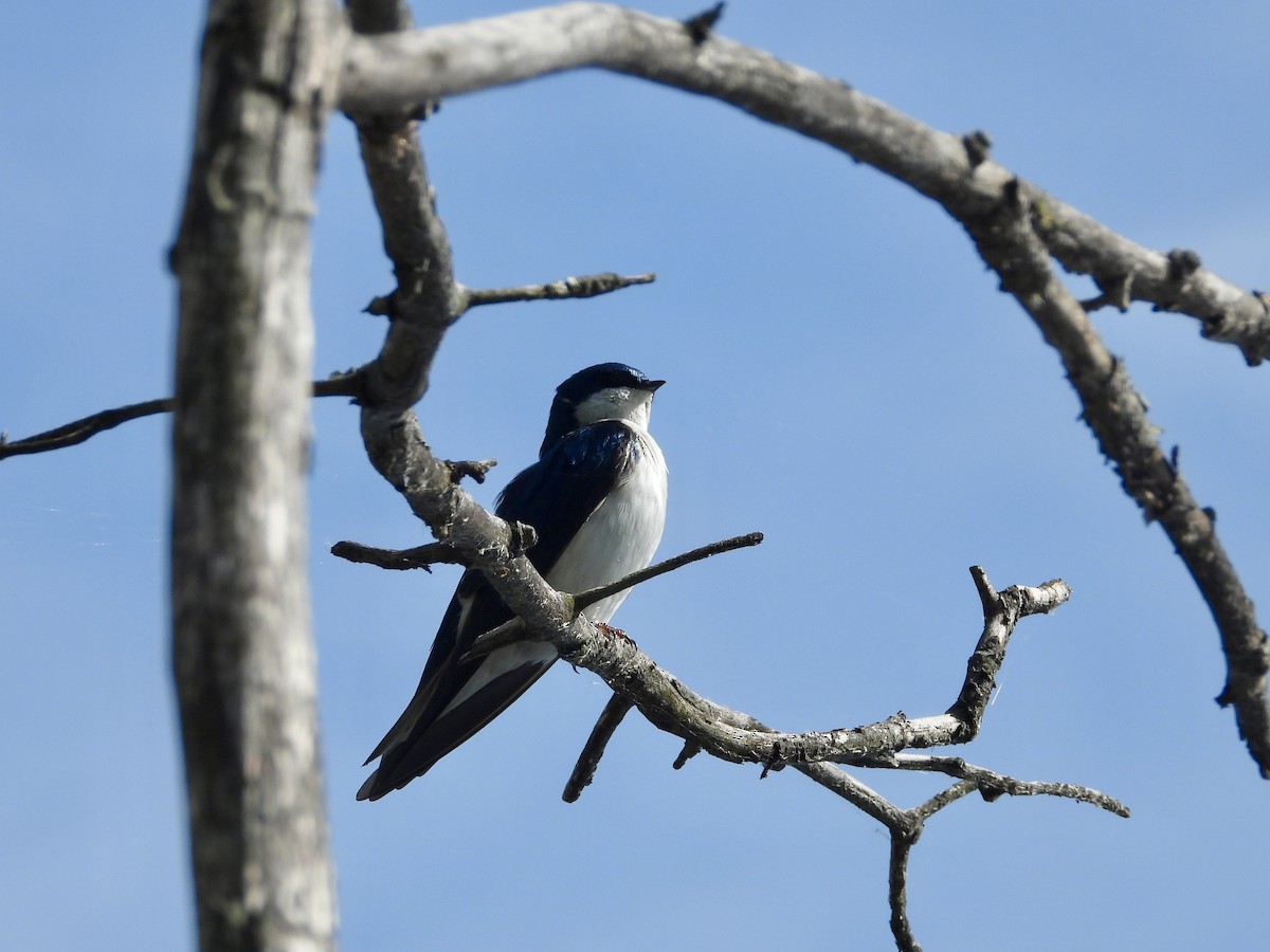 Tree Swallow - ML572158971