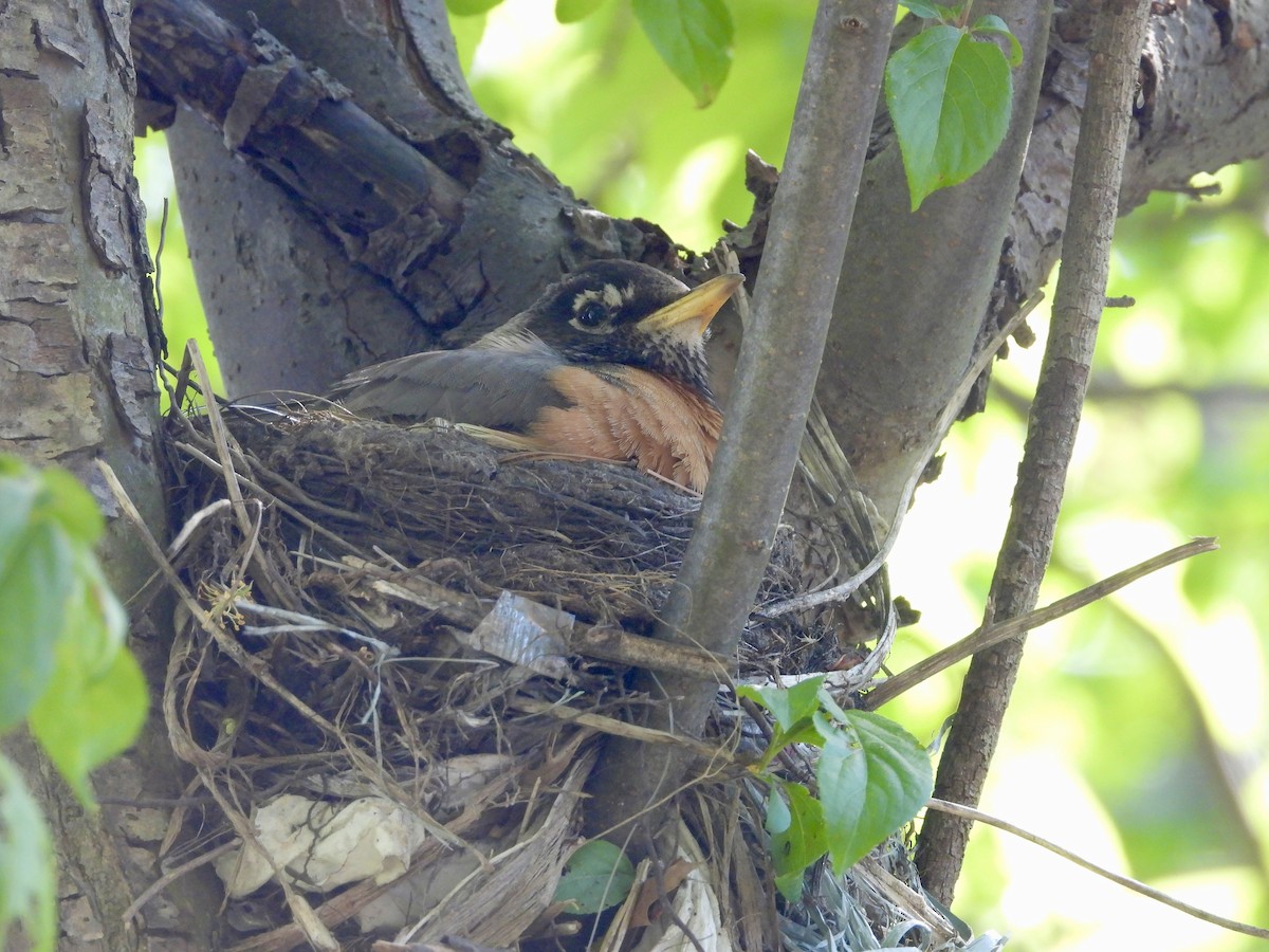 American Robin - ML572159551