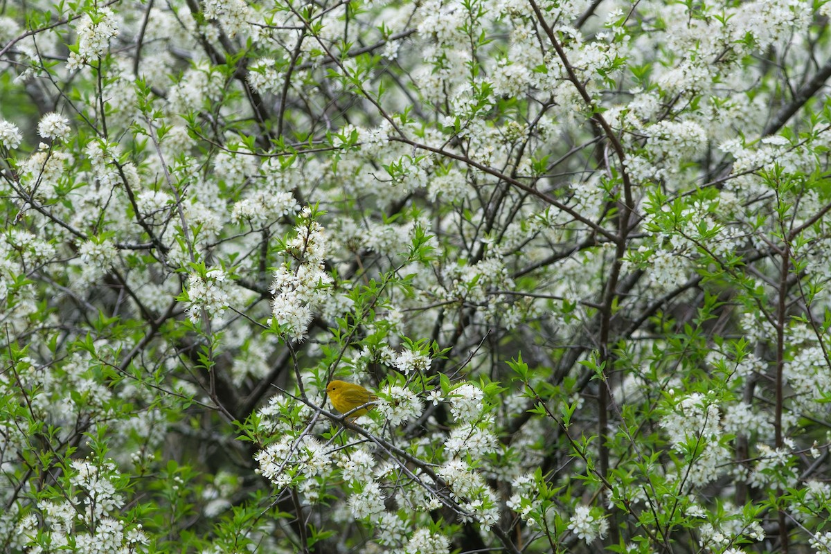 Northern Yellow Warbler - ML572159731