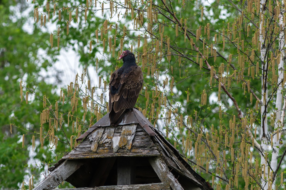 Turkey Vulture - ML572160201