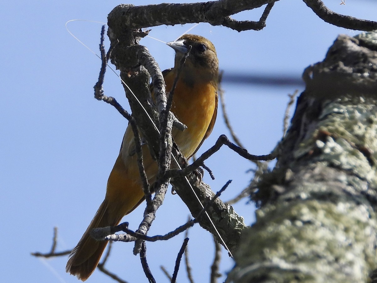 Baltimore Oriole - ML572160301