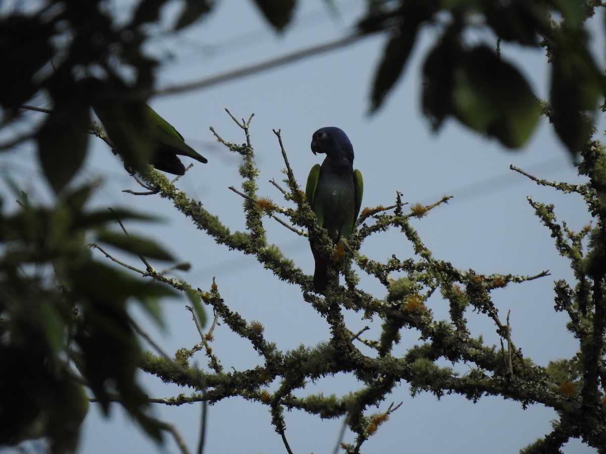 Blue-headed Parrot - ML572160491