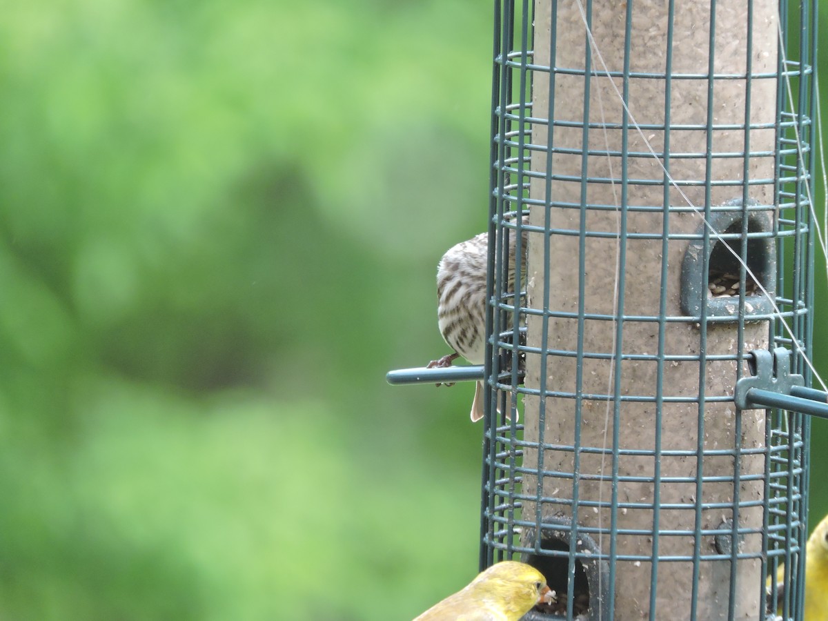 Pine Siskin - ML572160521