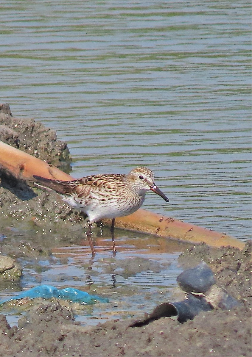 Weißbürzel-Strandläufer - ML572160581