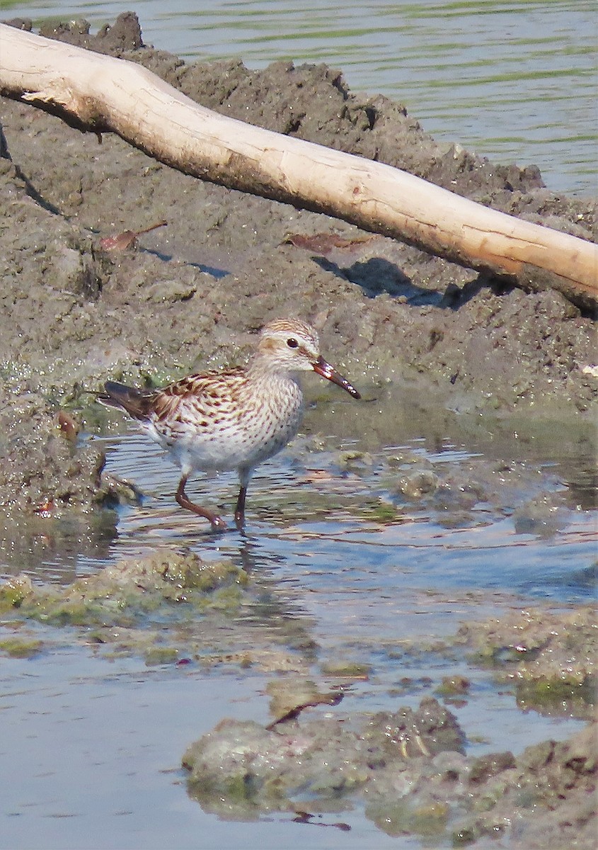 White-rumped Sandpiper - ML572160591