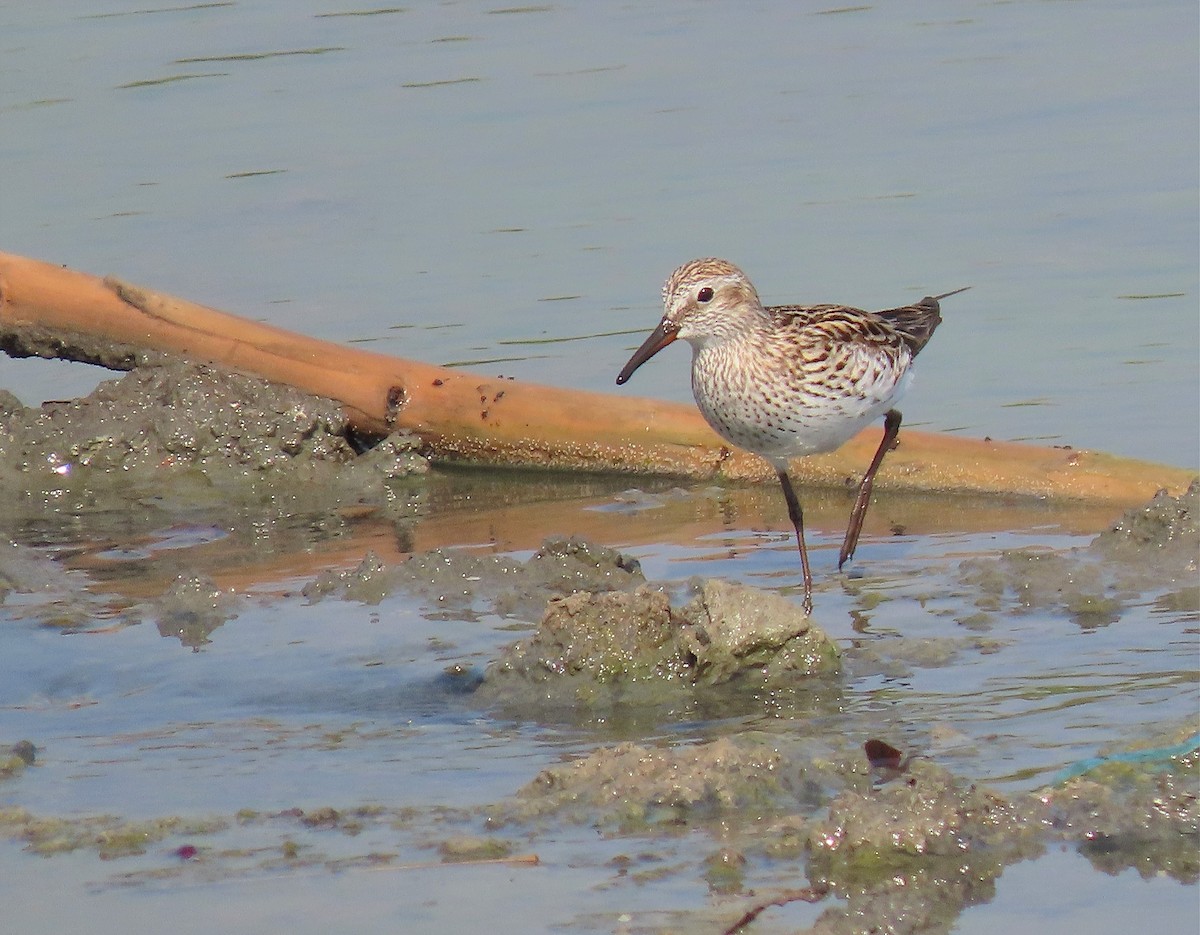 White-rumped Sandpiper - ML572160621