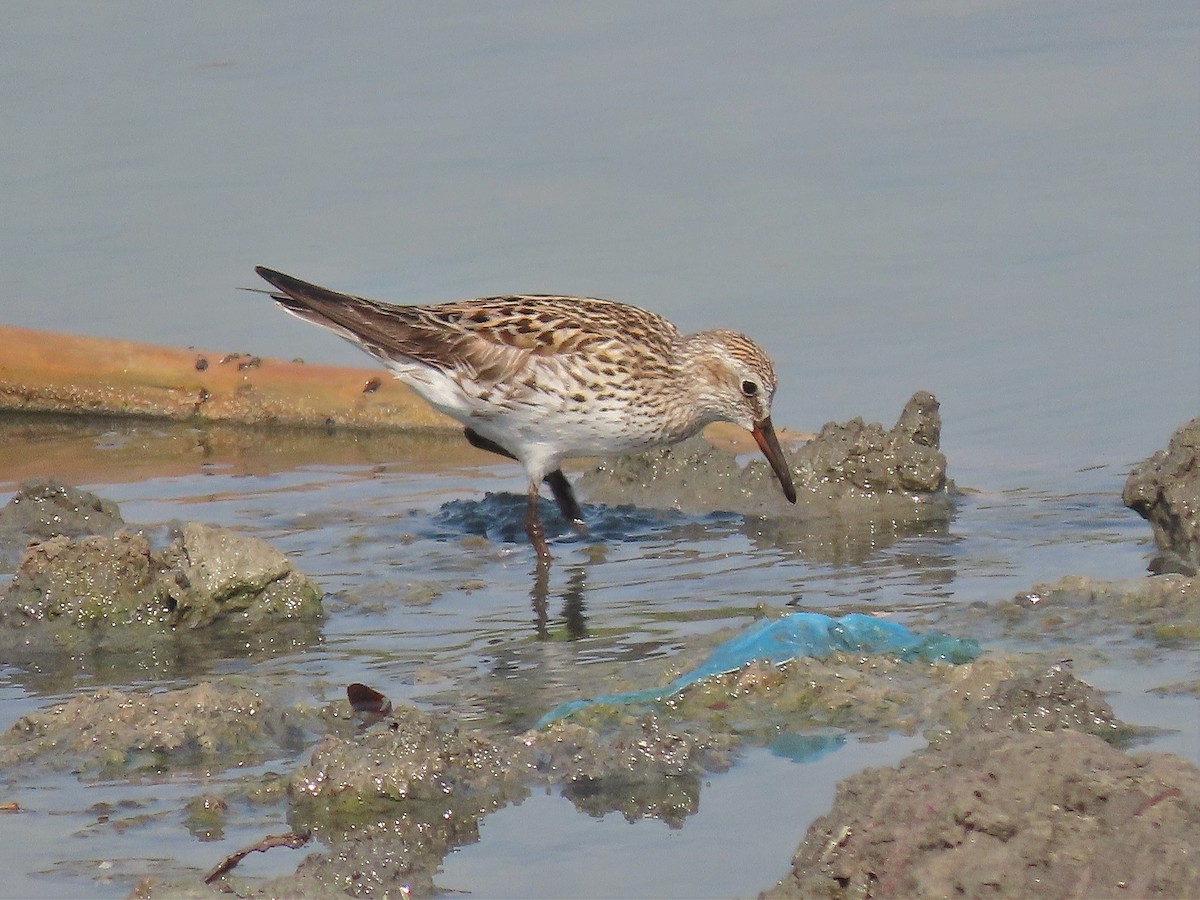 Weißbürzel-Strandläufer - ML572160631