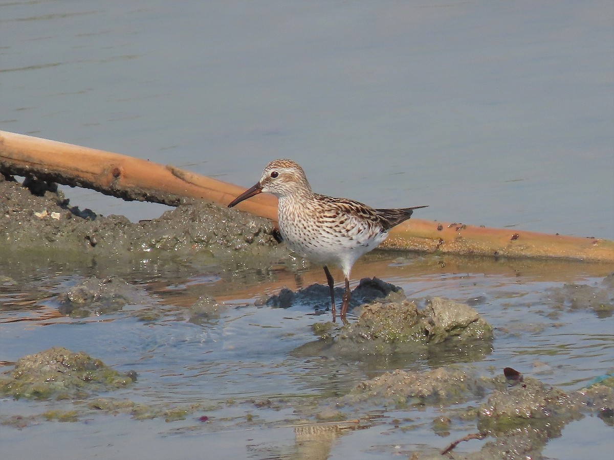 White-rumped Sandpiper - ML572160641