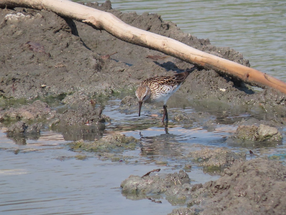 White-rumped Sandpiper - ML572160651