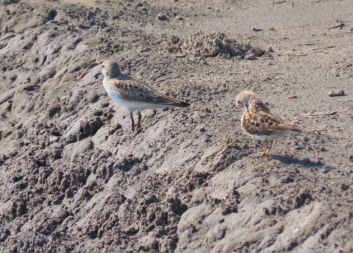 Weißbürzel-Strandläufer - ML572160711