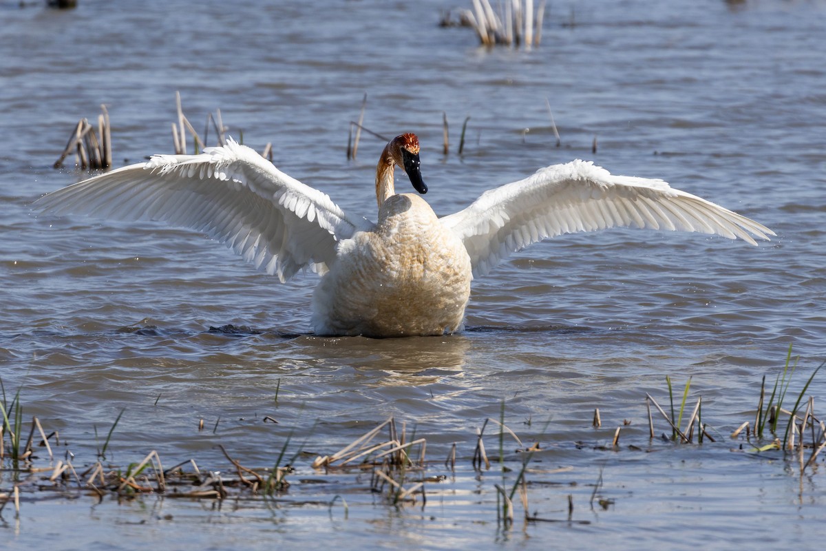 Trumpeter Swan - ML572160871