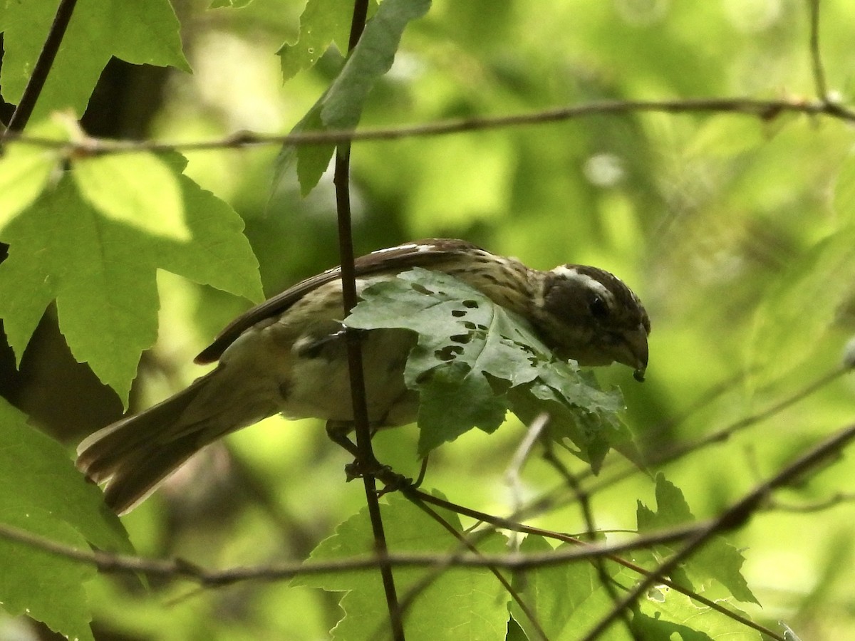 Rose-breasted Grosbeak - ML572161191