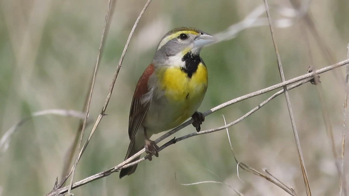 How to Know the Birds: No. 75, The Other Other Iowa - American