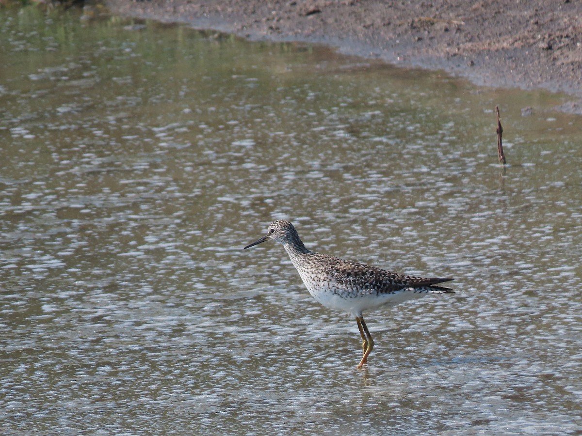 Lesser Yellowlegs - ML572161321