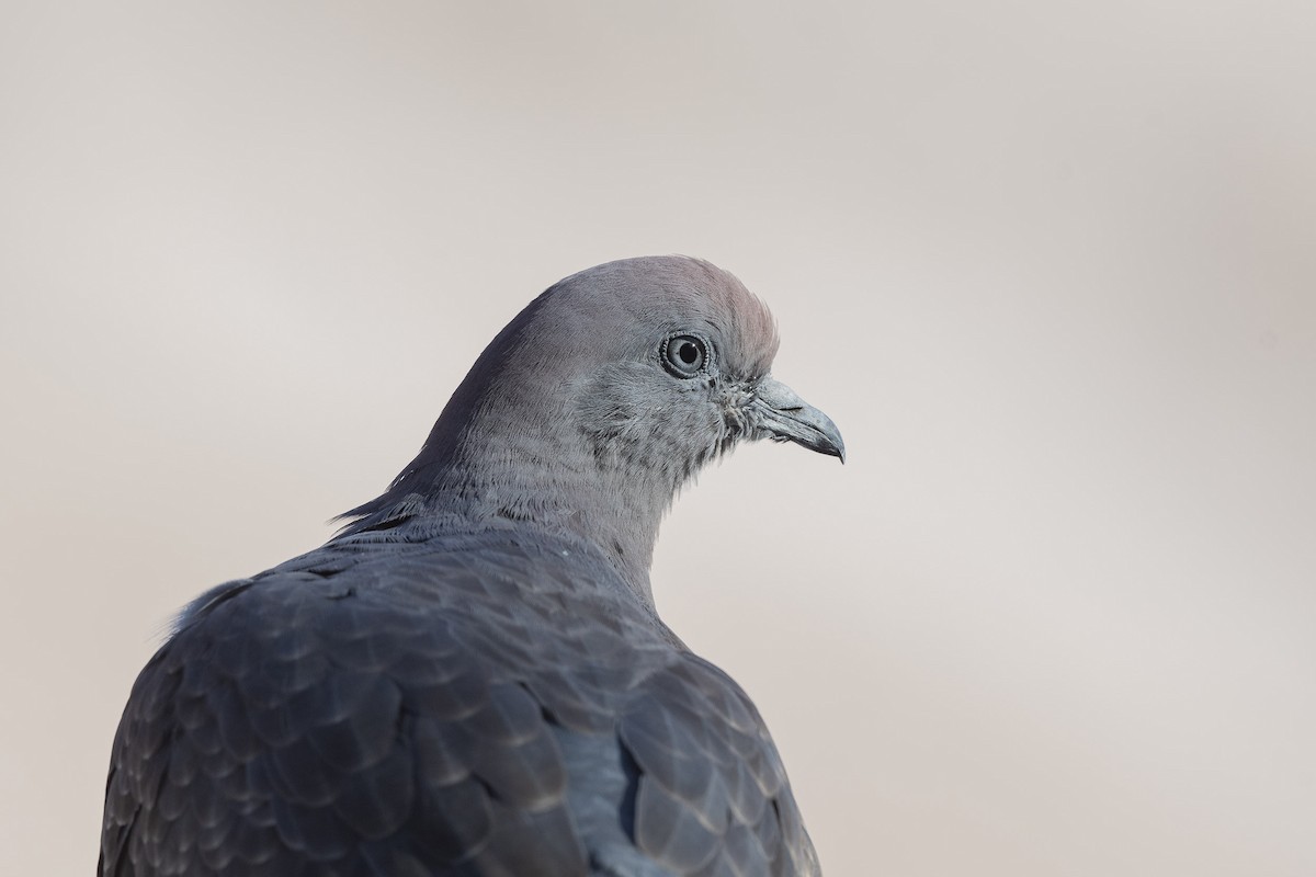 Spot-winged Pigeon (albipennis) - ML572161581