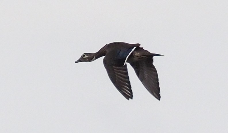 Wood Duck - Joel Bard