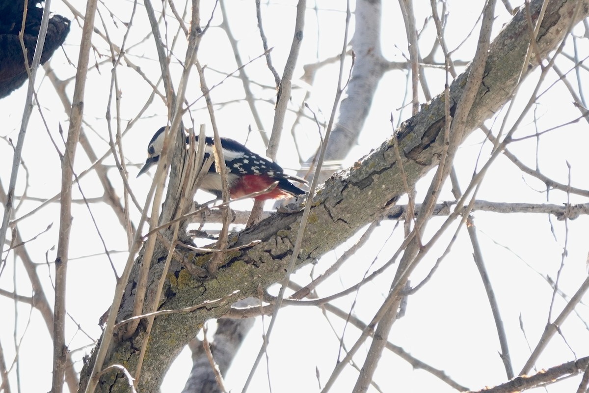 Great Spotted Woodpecker - Bob Greenleaf