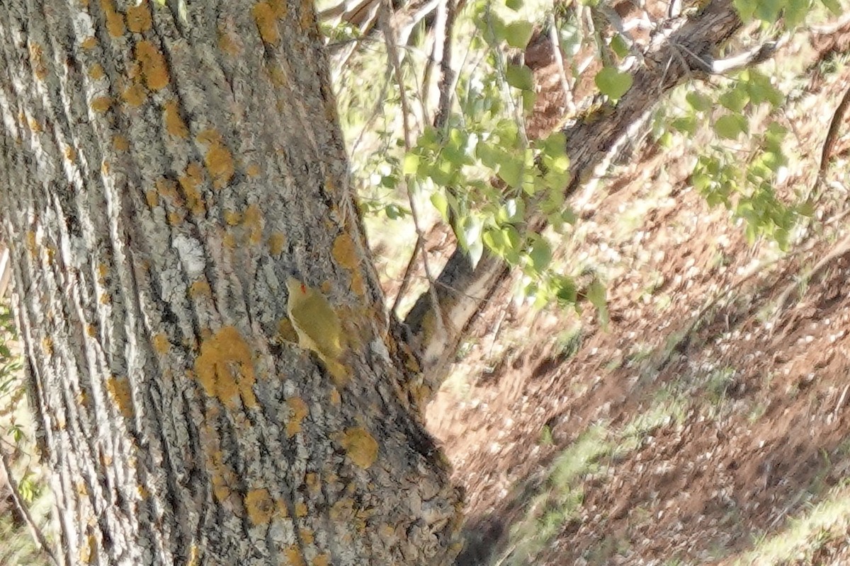 Levaillant's Woodpecker - Bob Greenleaf