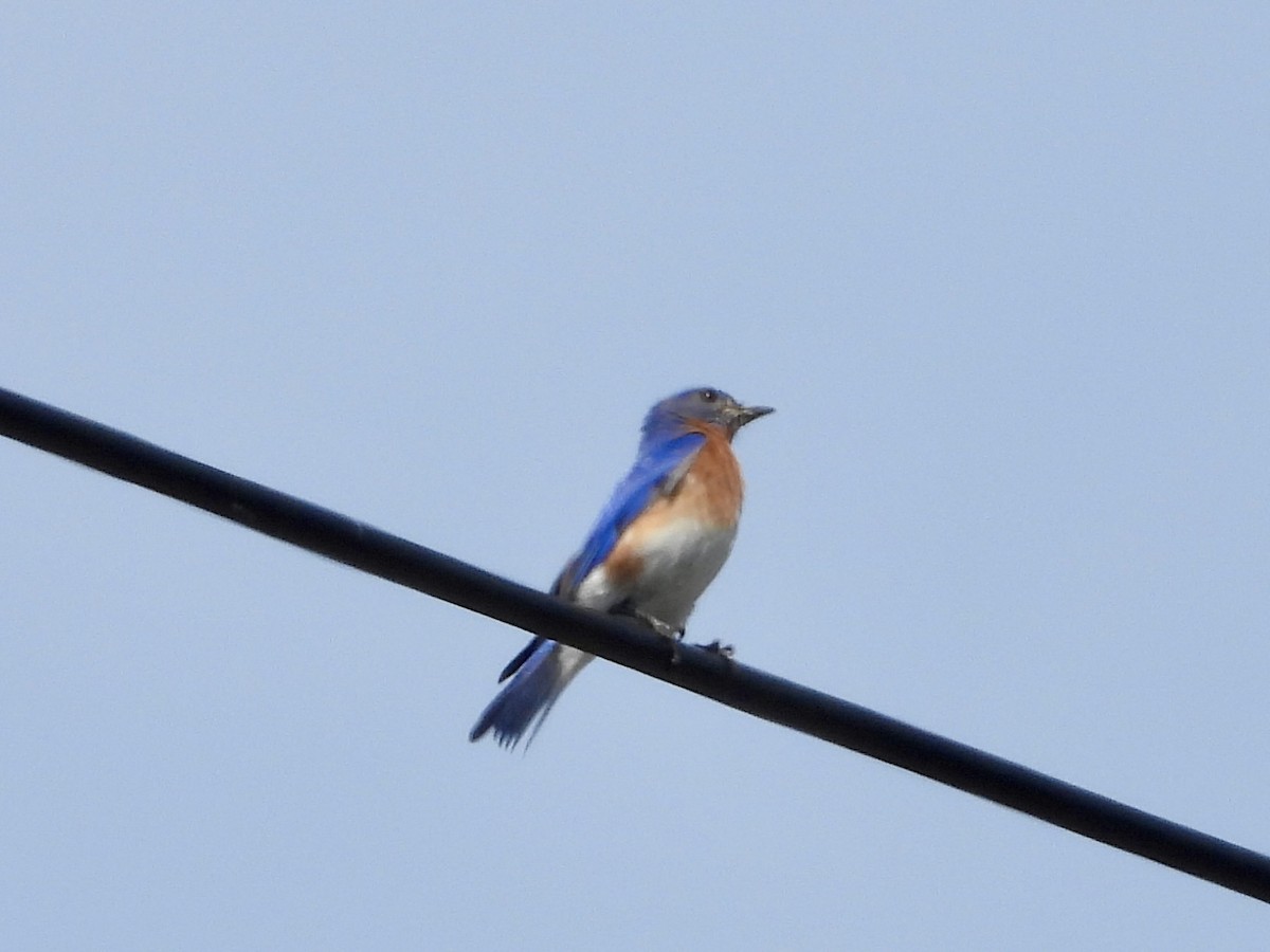 Eastern Bluebird - ML572162451