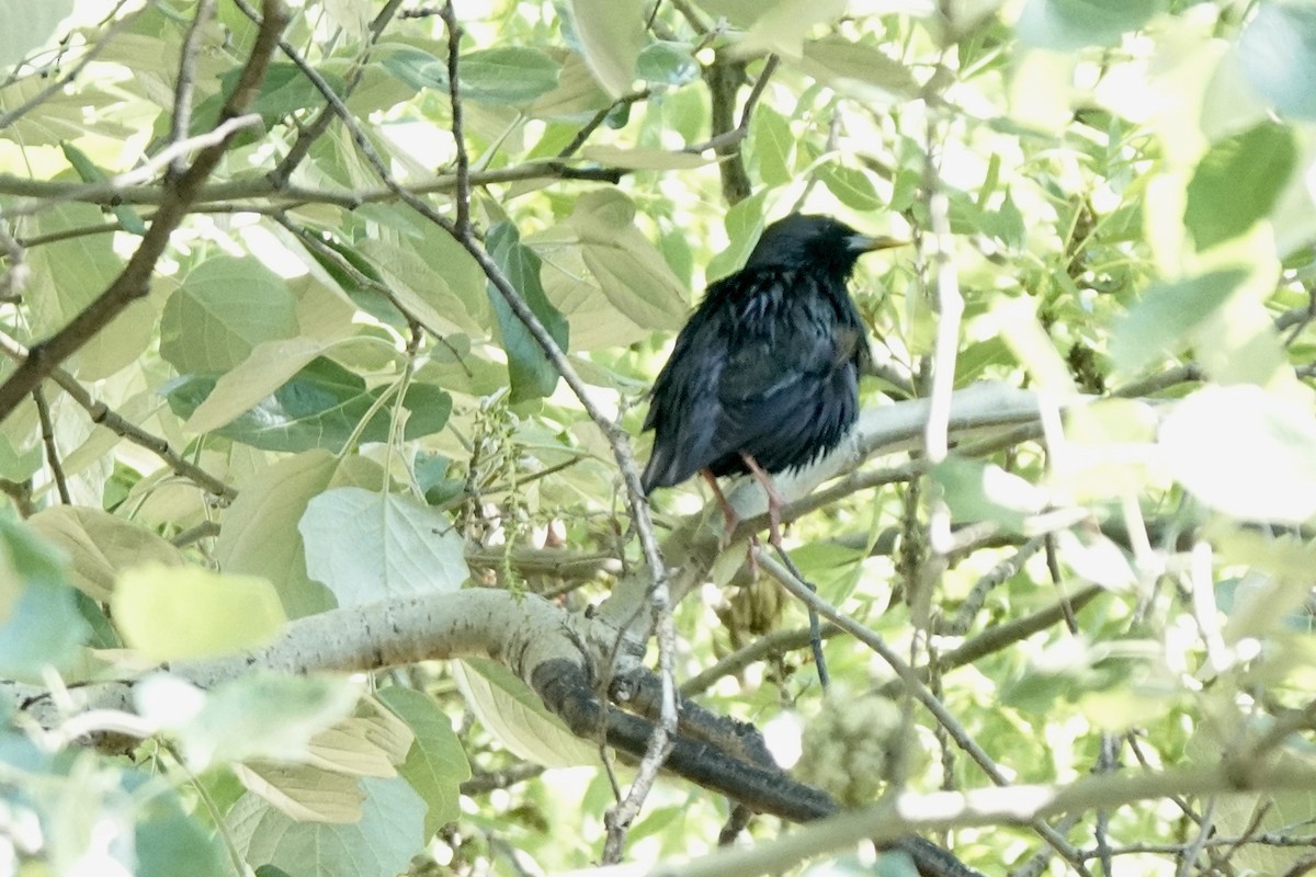 Spotless Starling - ML572163031