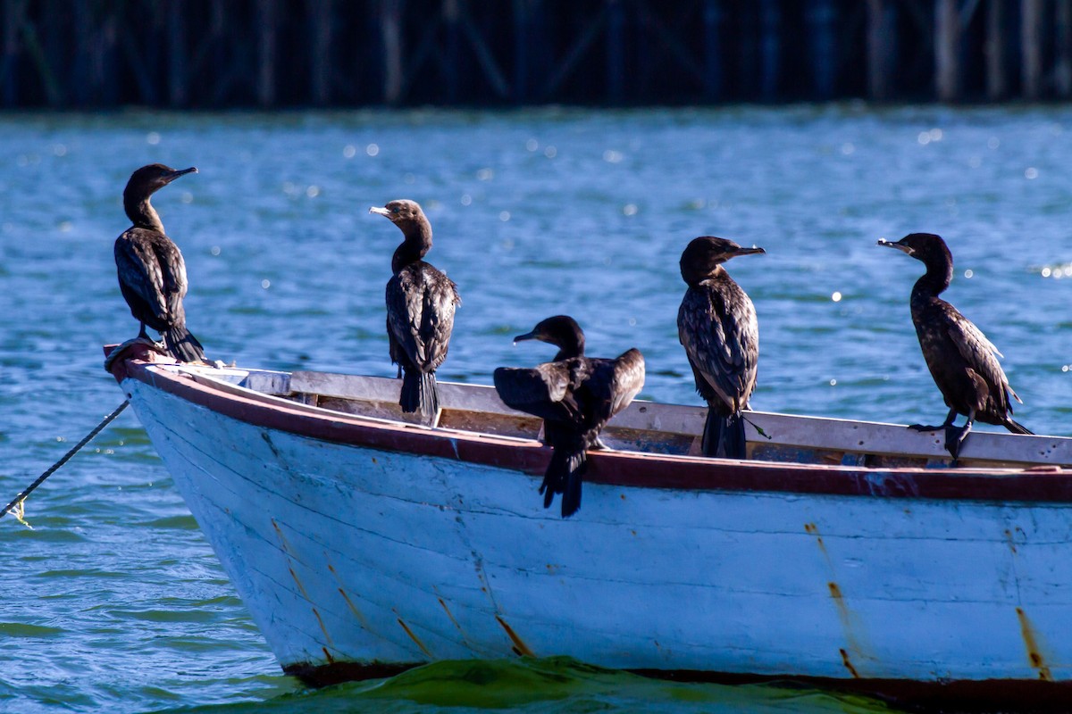 Neotropic Cormorant - Rodrigo Herrera